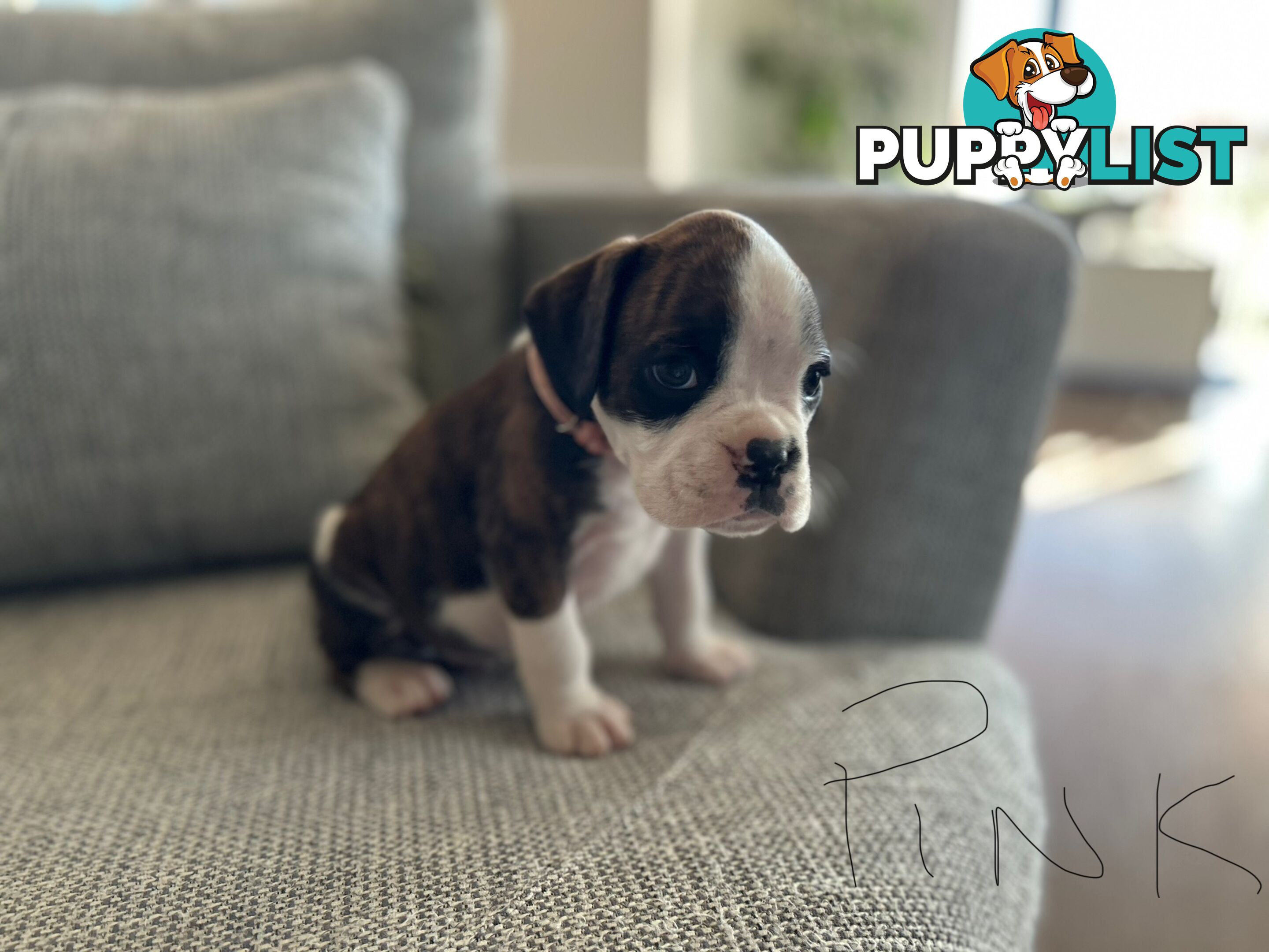Purebred Boxer Puppies