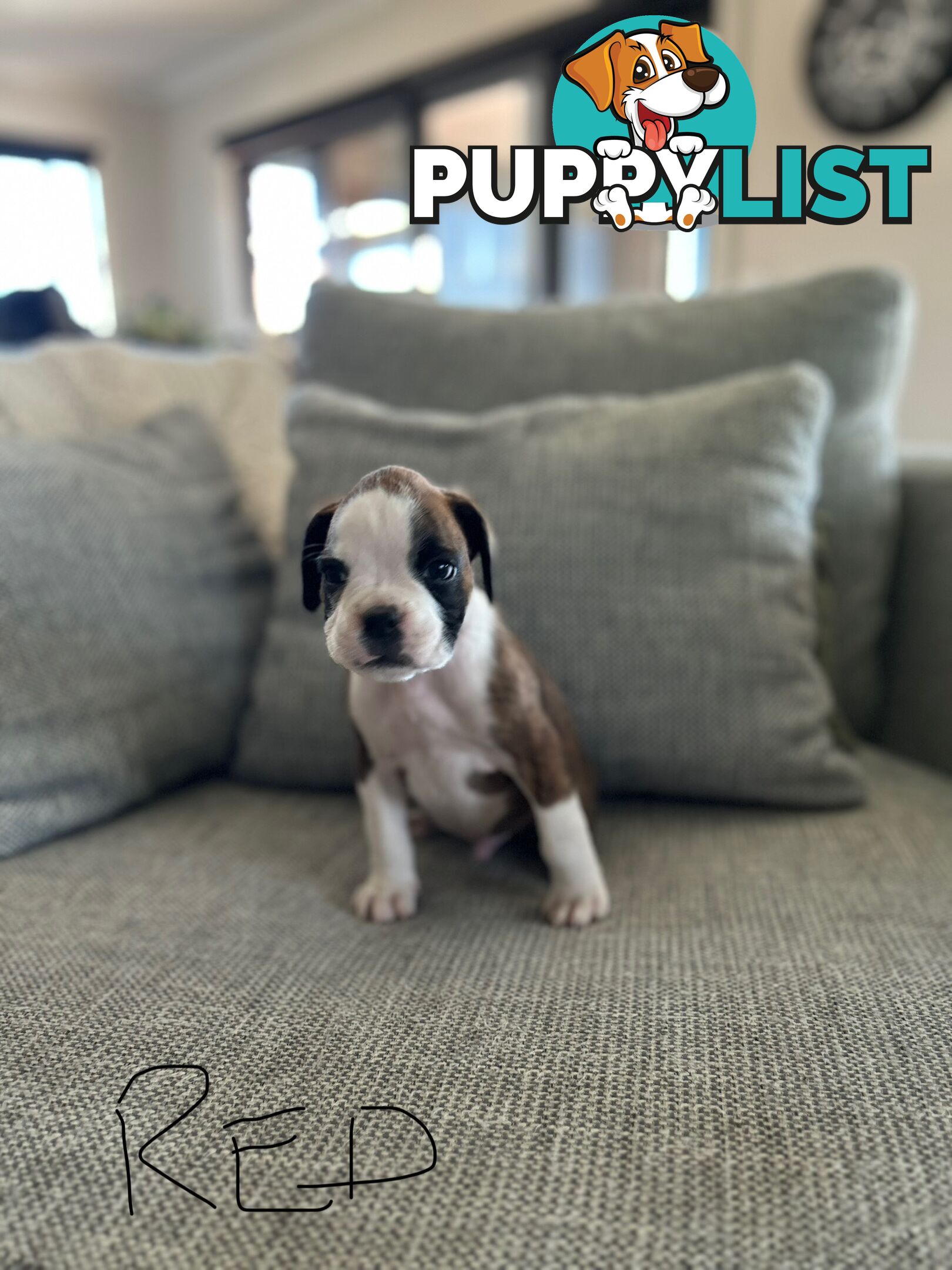 Purebred Boxer Puppies