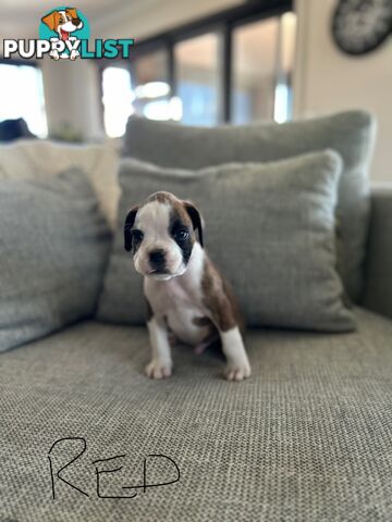Purebred Boxer Puppies