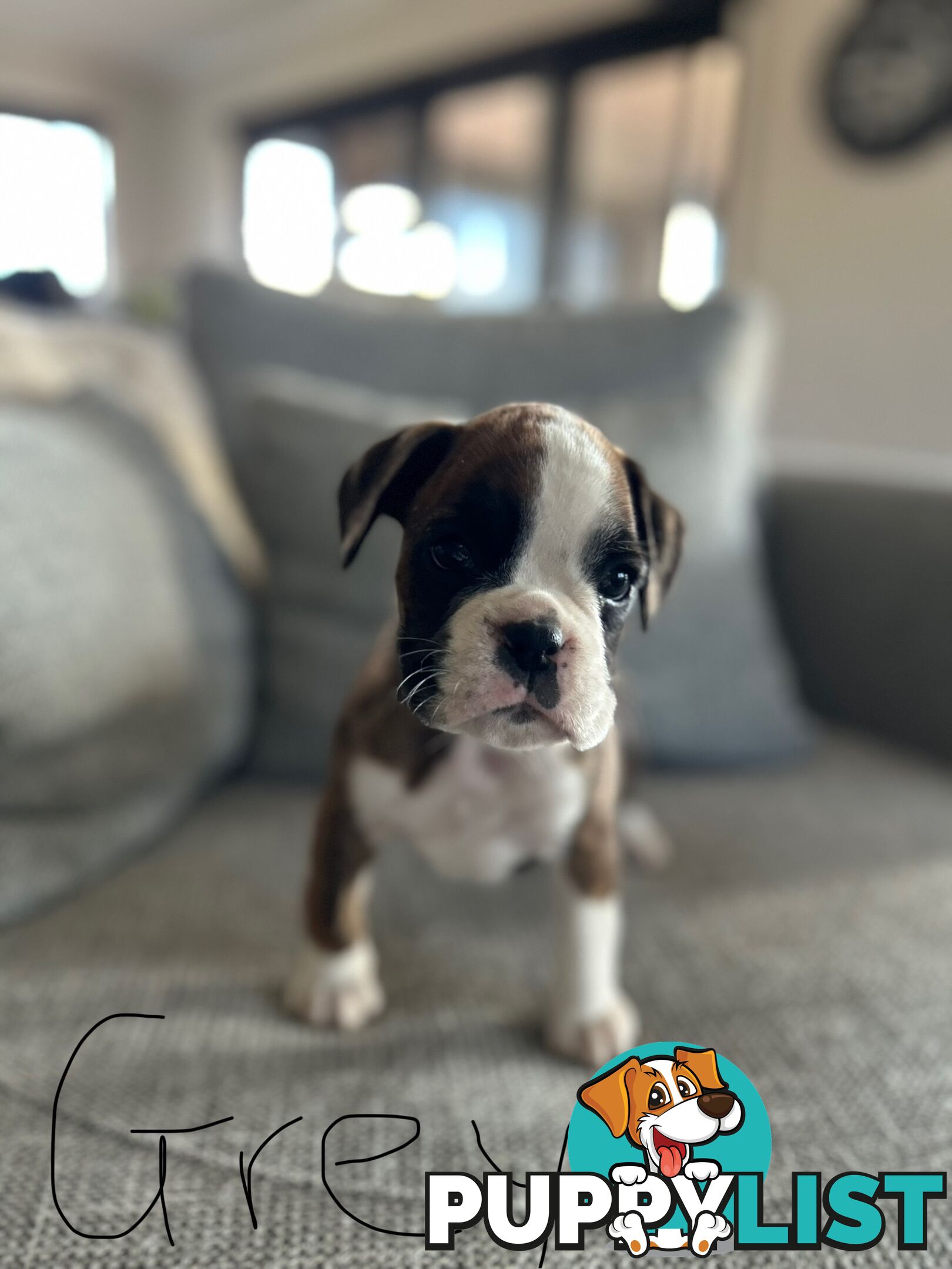 Purebred Boxer Puppies