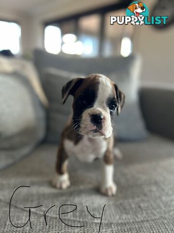 Purebred Boxer Puppies