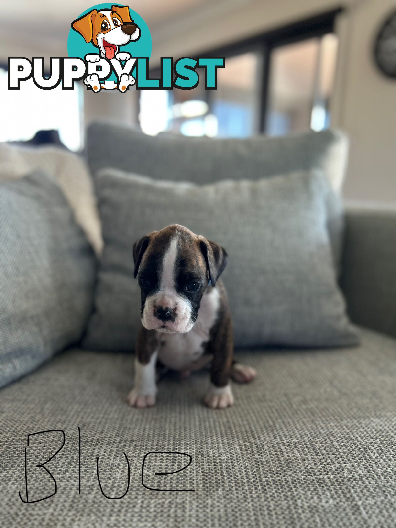 Purebred Boxer Puppies