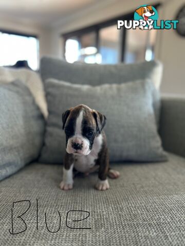 Purebred Boxer Puppies
