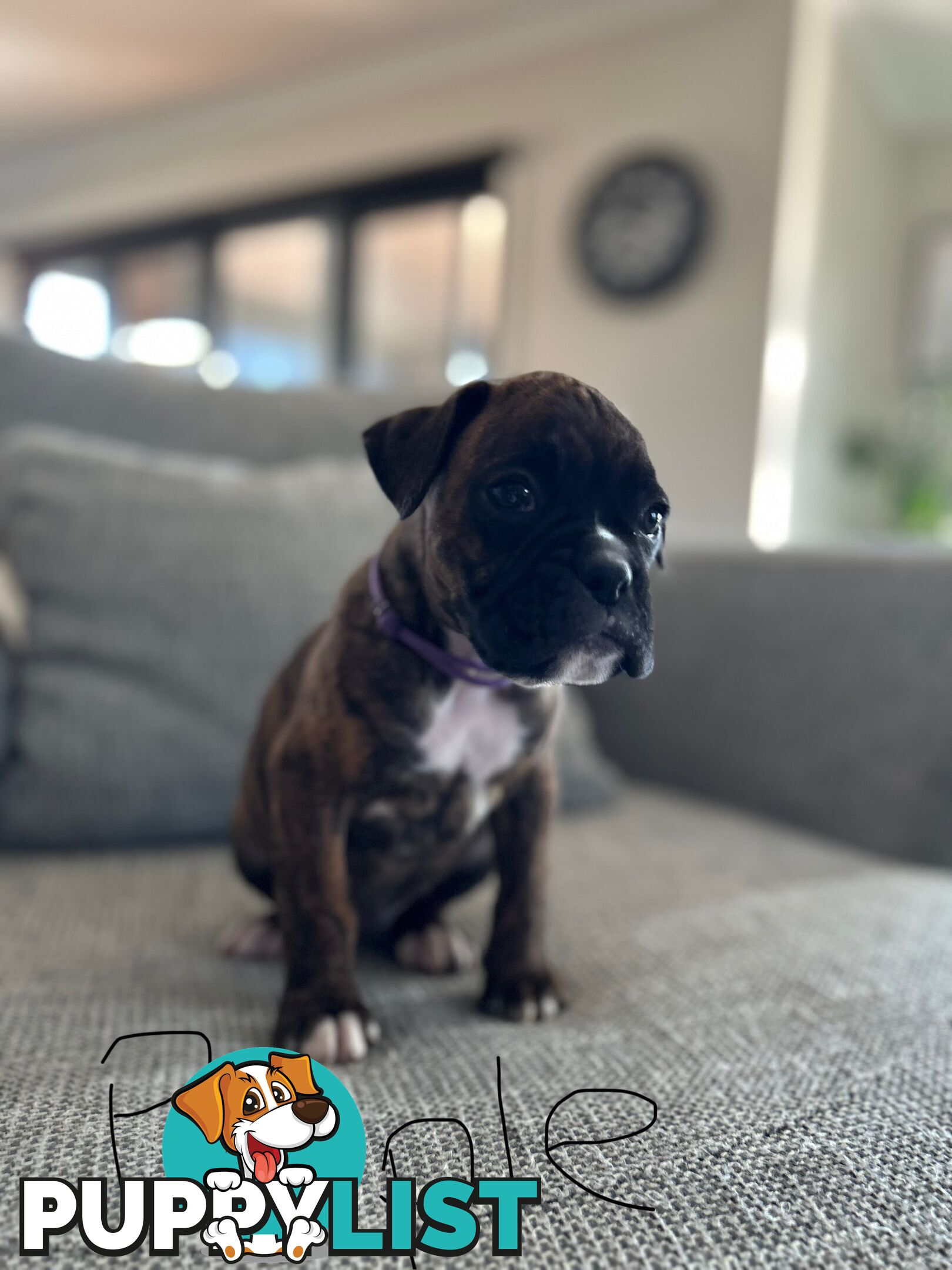 Purebred Boxer Puppies