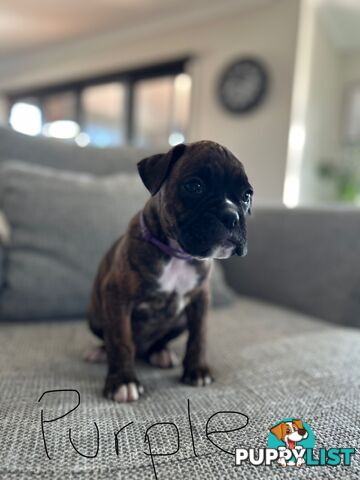 Purebred Boxer Puppies