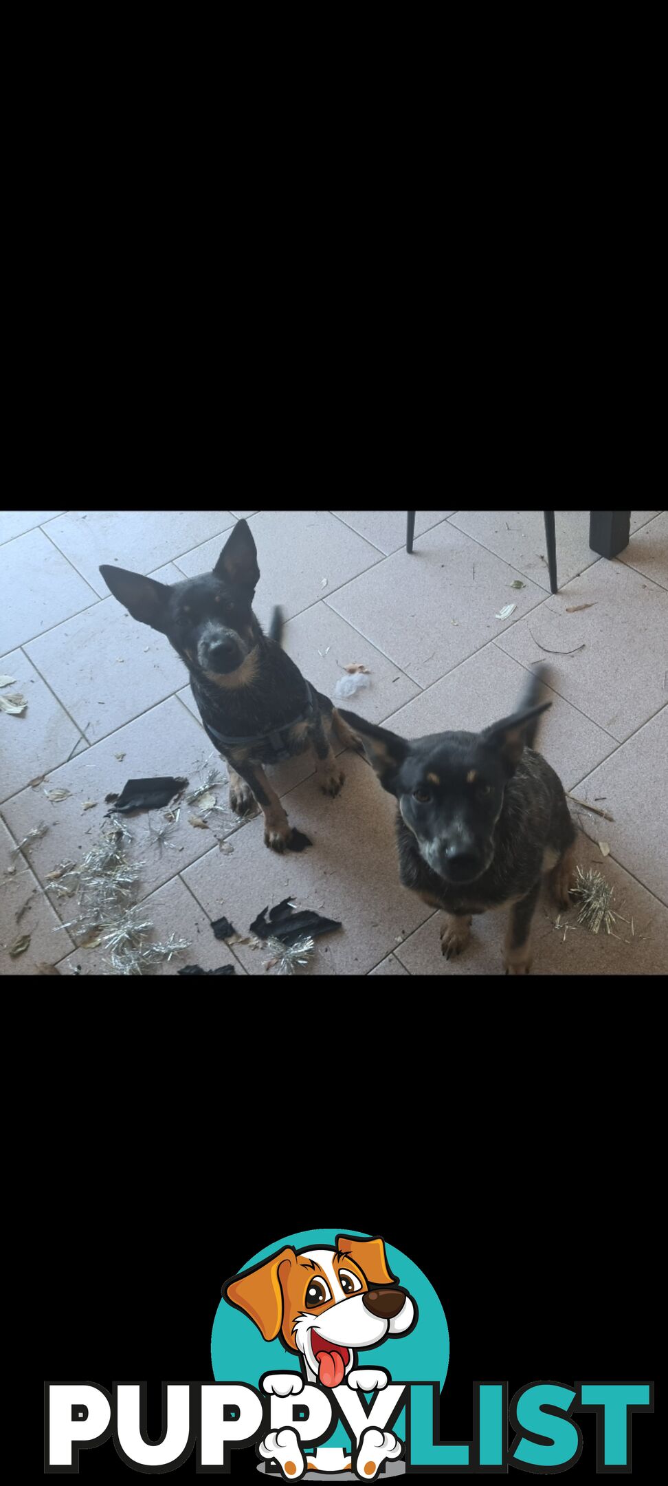 2 x Blue Heeler puppies