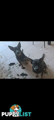 2 x Blue Heeler puppies