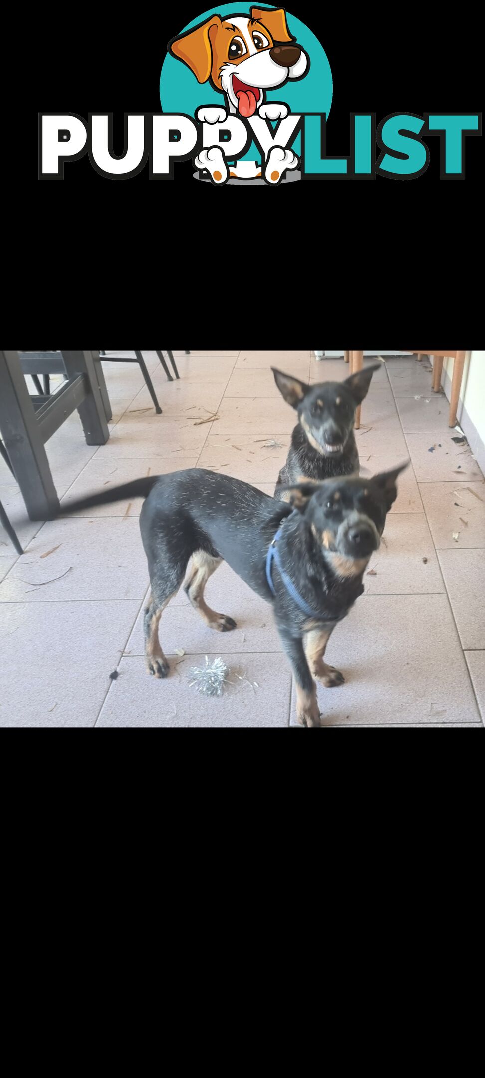 2 x Blue Heeler puppies