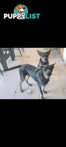 2 x Blue Heeler puppies