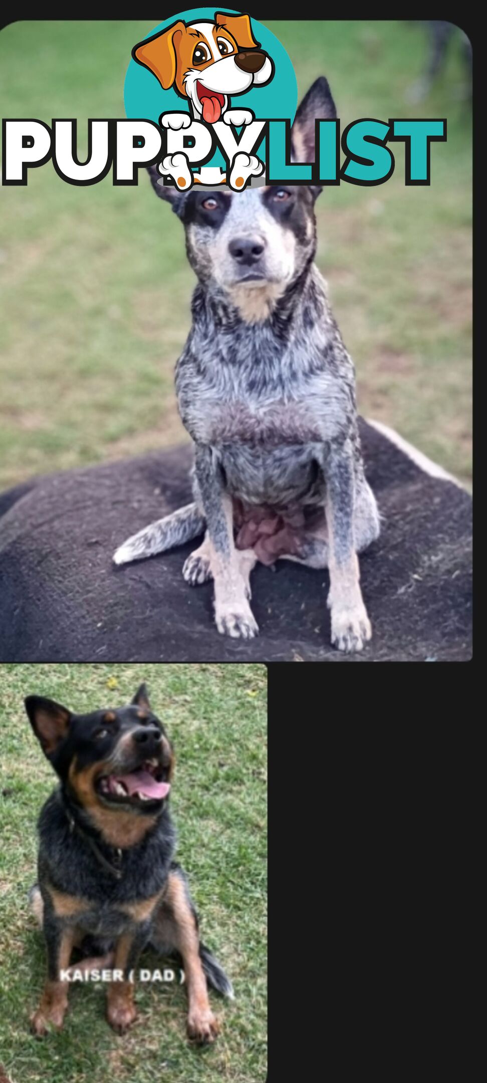 2 x Blue Heeler puppies