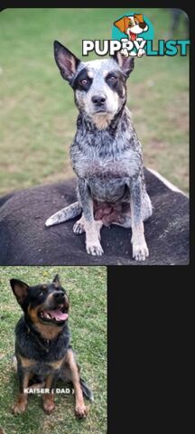 2 x Blue Heeler puppies