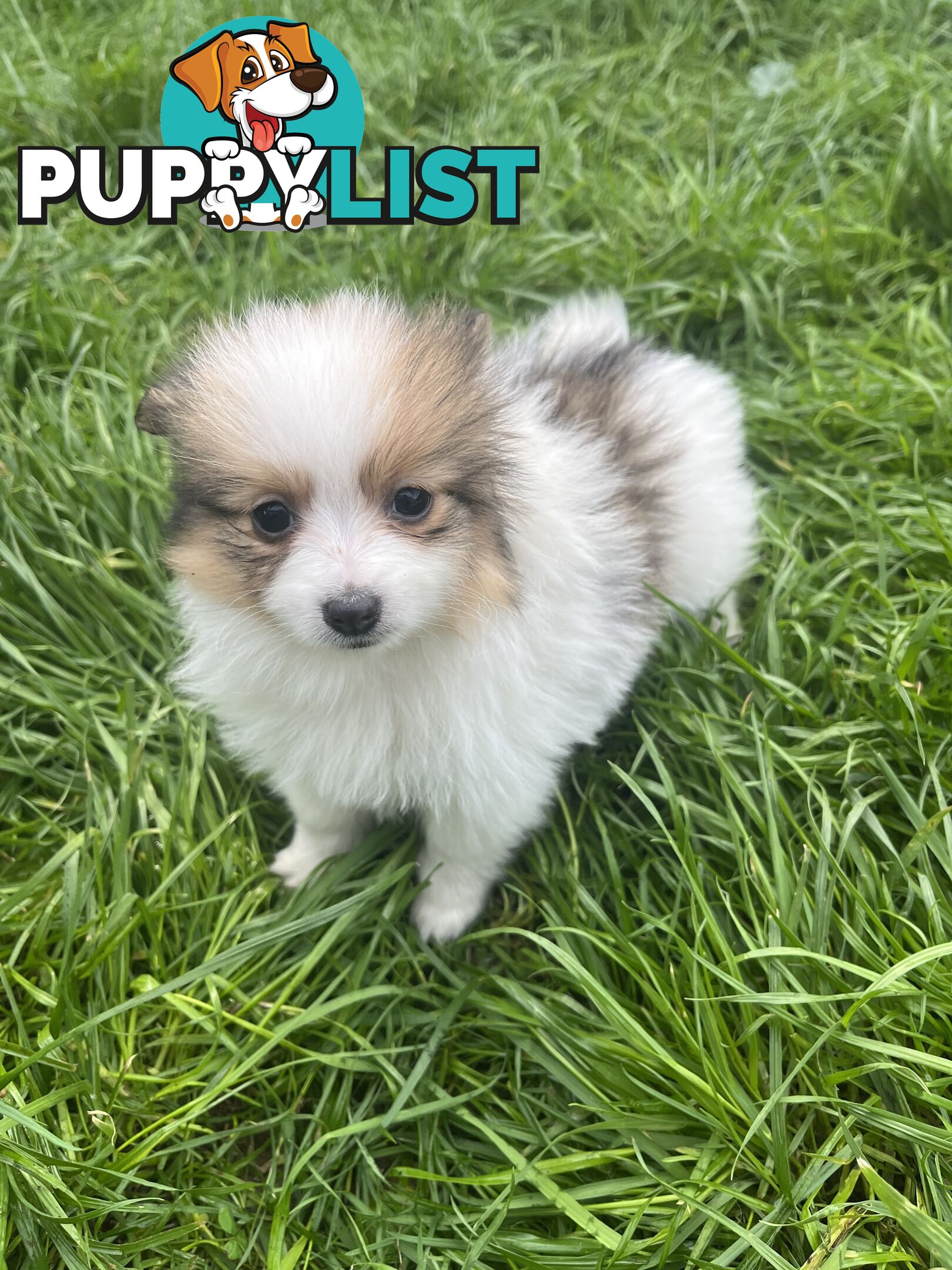 Pure Bred Pomeranian Puppies 8 Weeks
