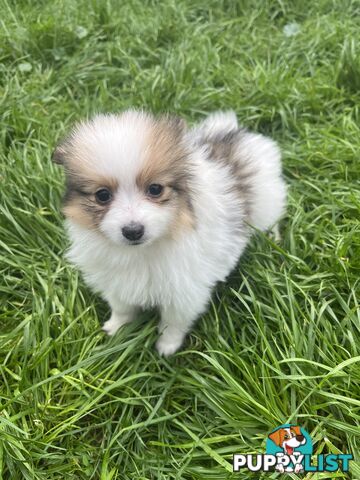 Pure Bred Pomeranian Puppies 8 Weeks