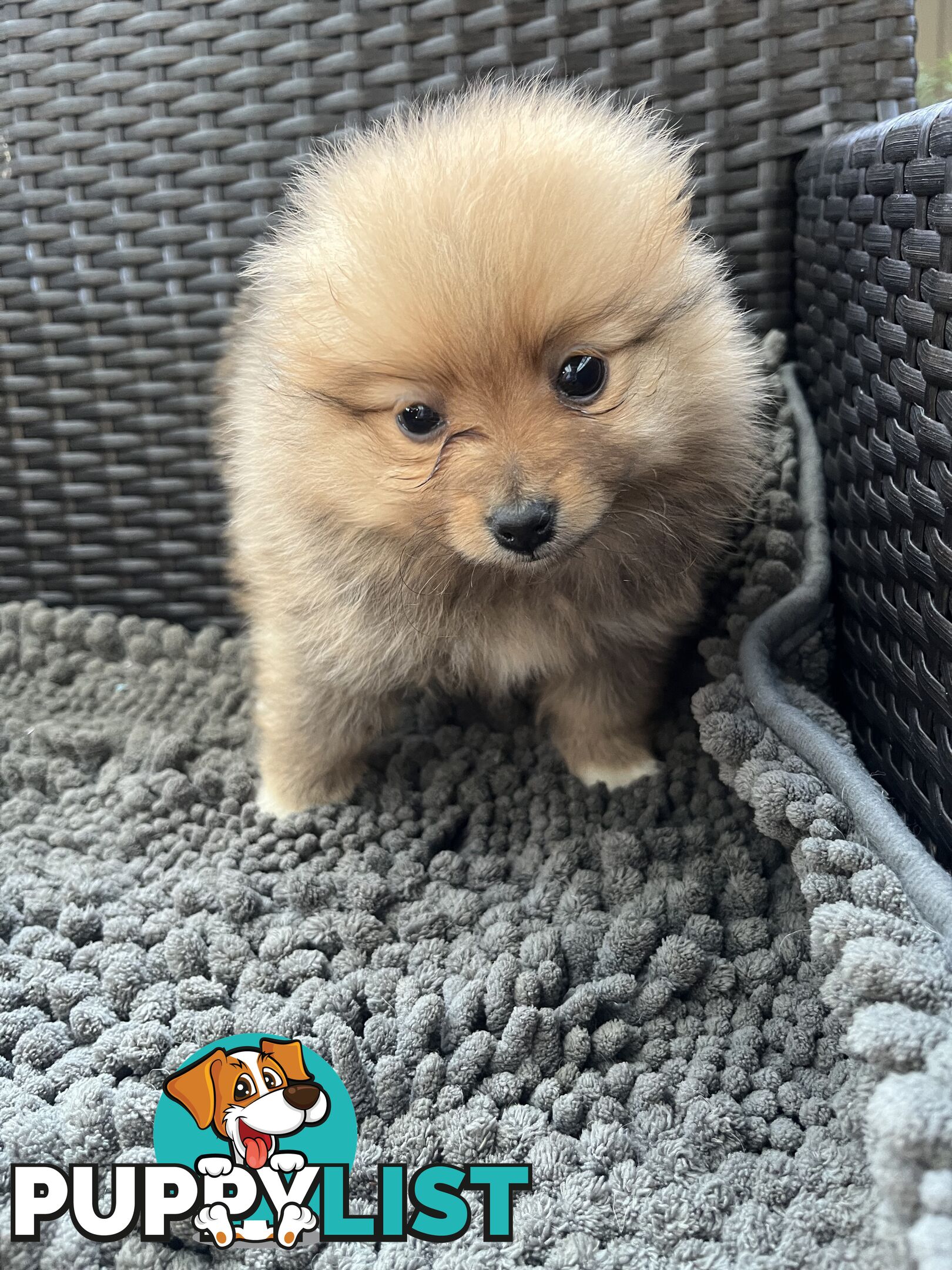 Pure Bred Pomeranian Puppies 8 Weeks