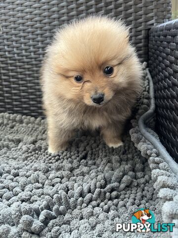 Pure Bred Pomeranian Puppies 8 Weeks