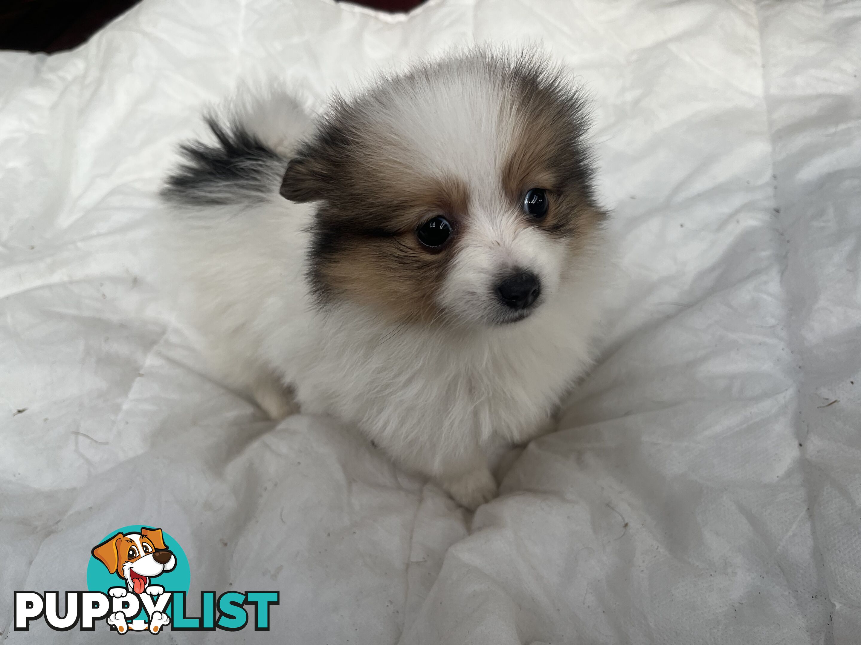 Pure Bred Pomeranian Puppies 8 Weeks