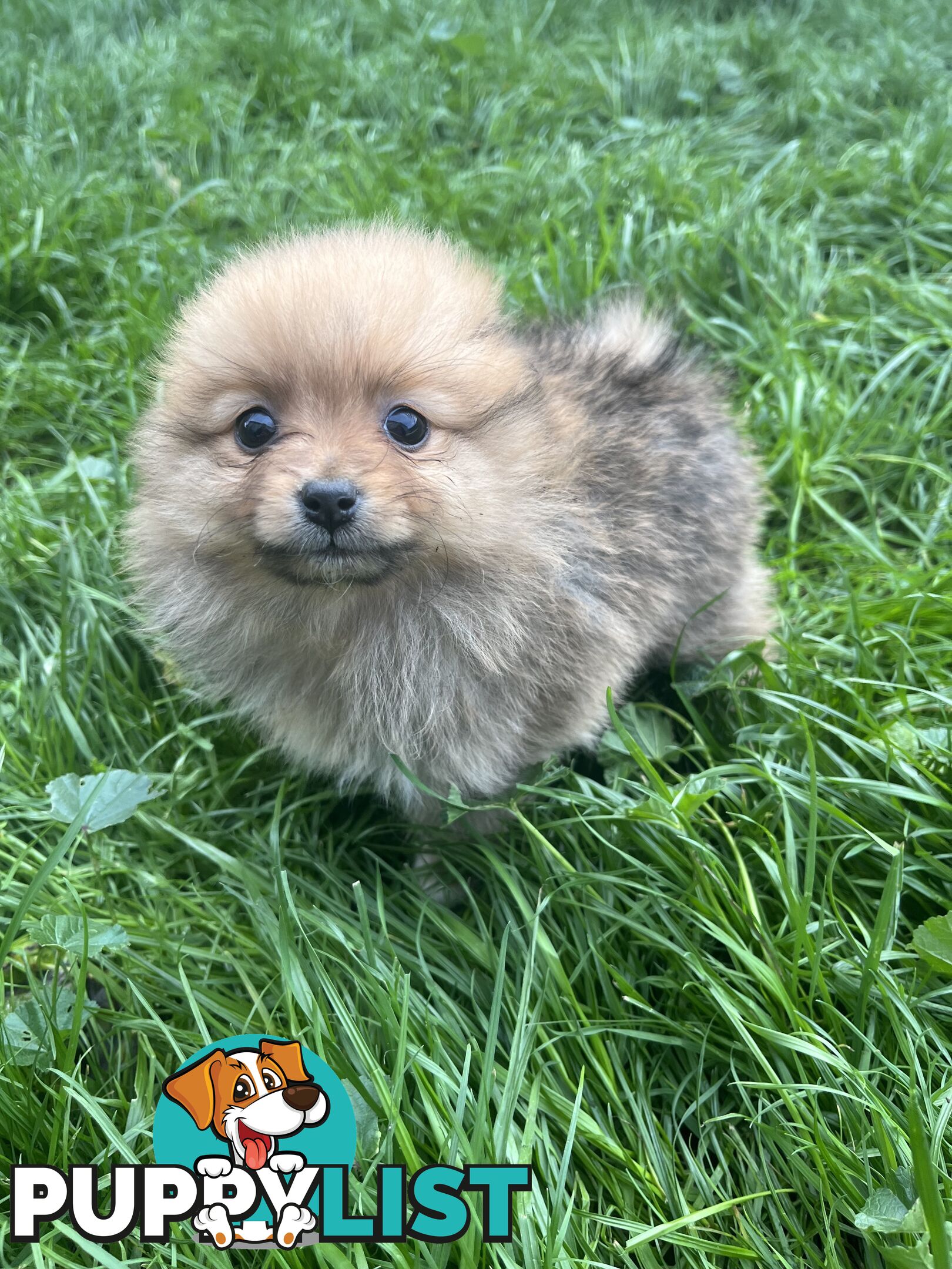 Pure Bred Pomeranian Puppies 8 Weeks