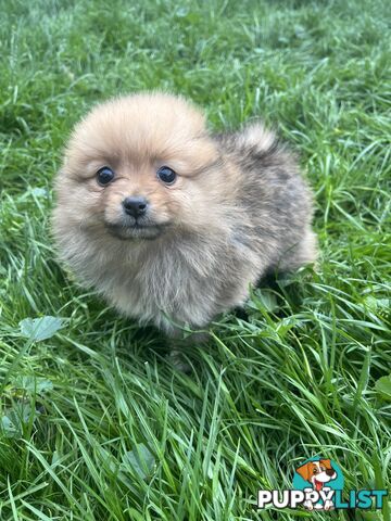 Pure Bred Pomeranian Puppies 8 Weeks