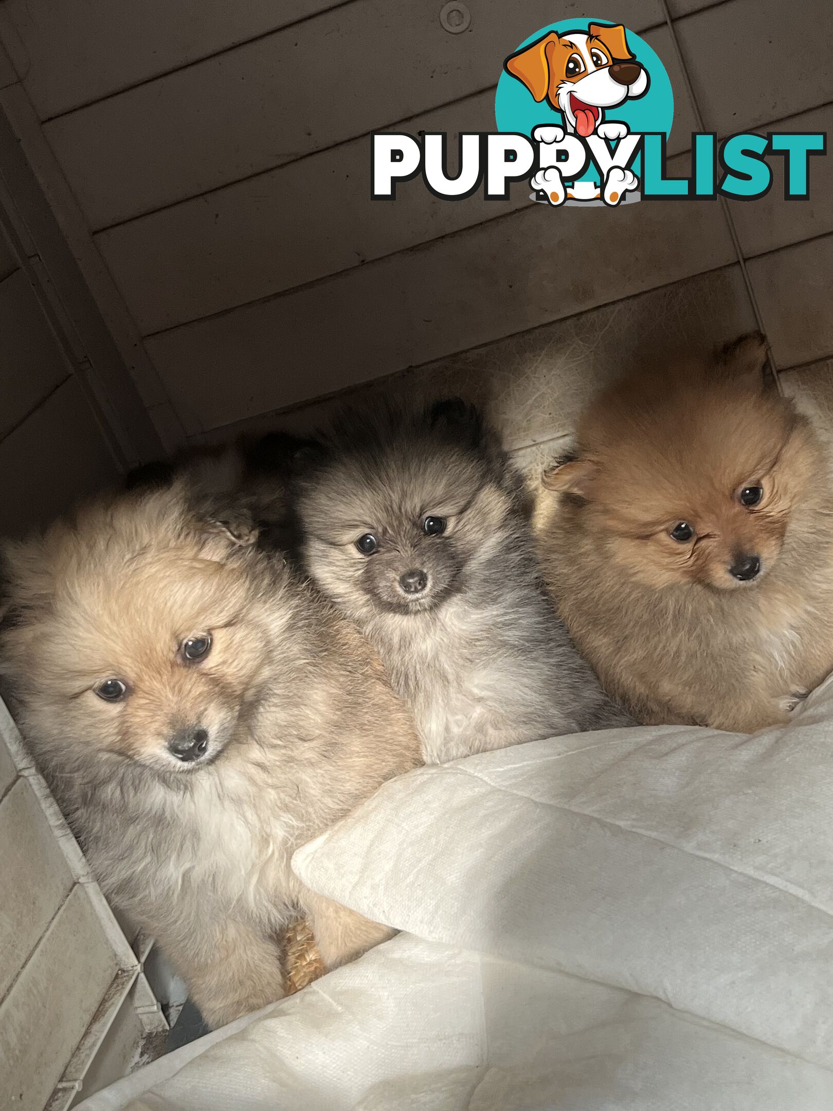 Pure Bred Pomeranian Puppies 8 Weeks
