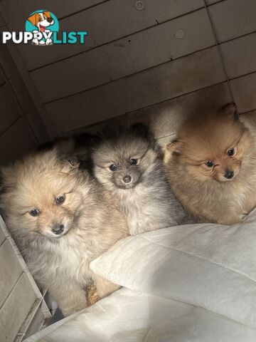 Pure Bred Pomeranian Puppies 8 Weeks
