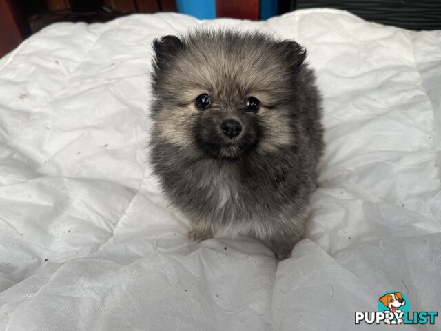 Pure Bred Pomeranian Puppies 8 Weeks