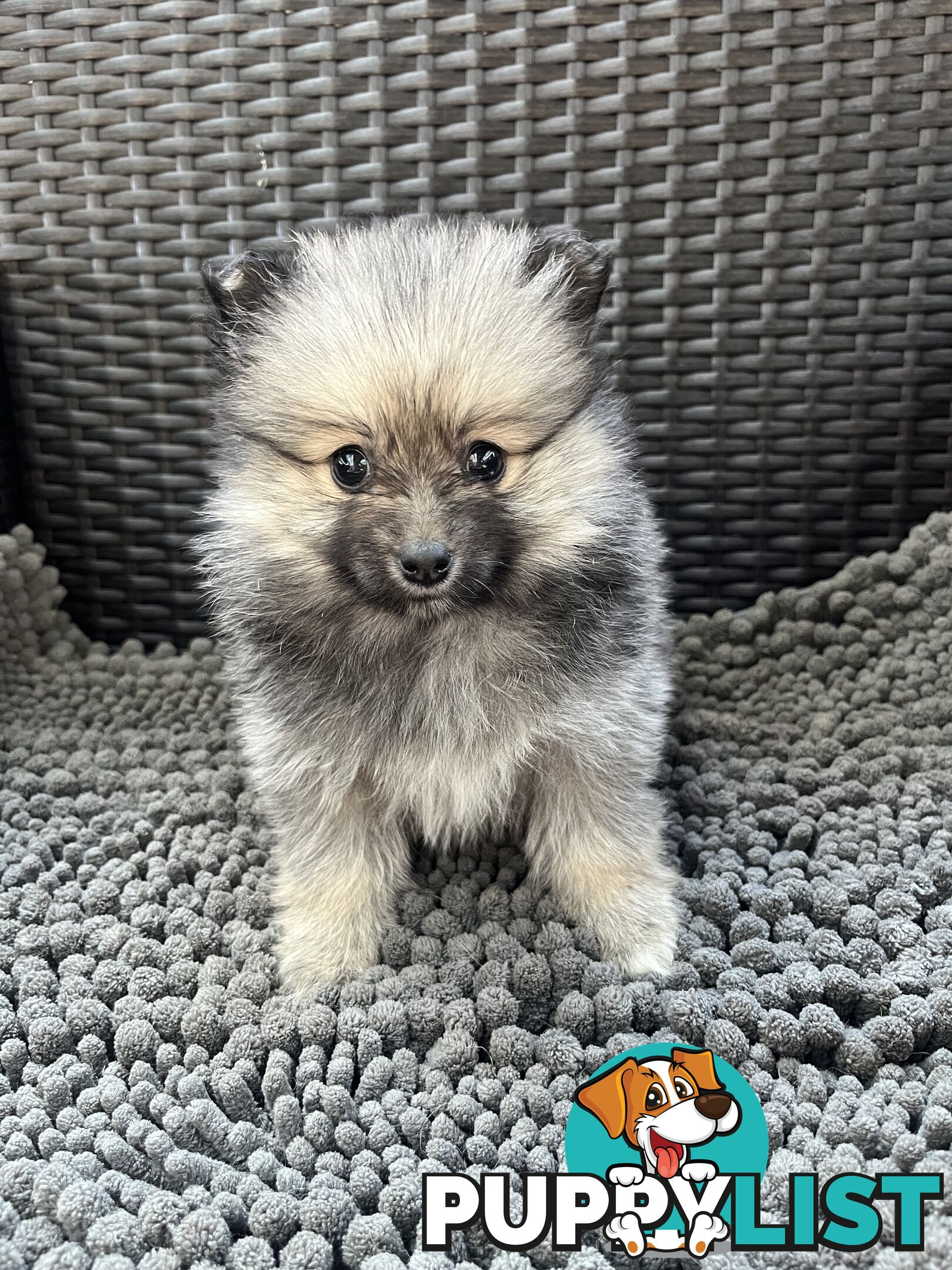 Pure Bred Pomeranian Puppies 8 Weeks