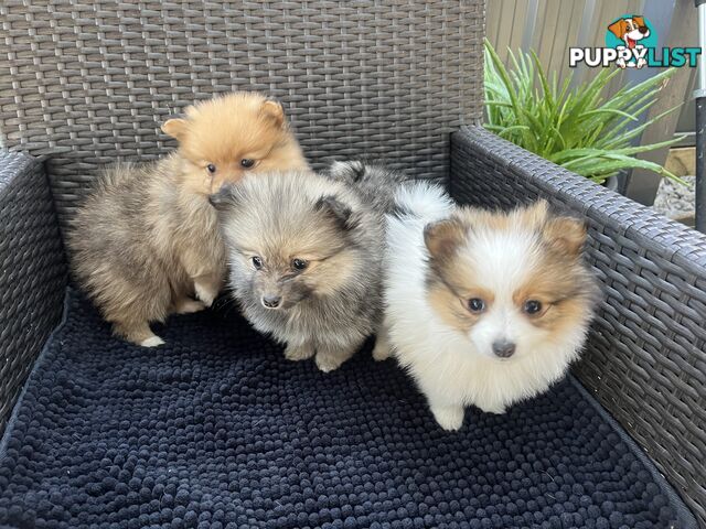 Beautiful Pure Bred small Pomeranian Puppies 8 Weeks