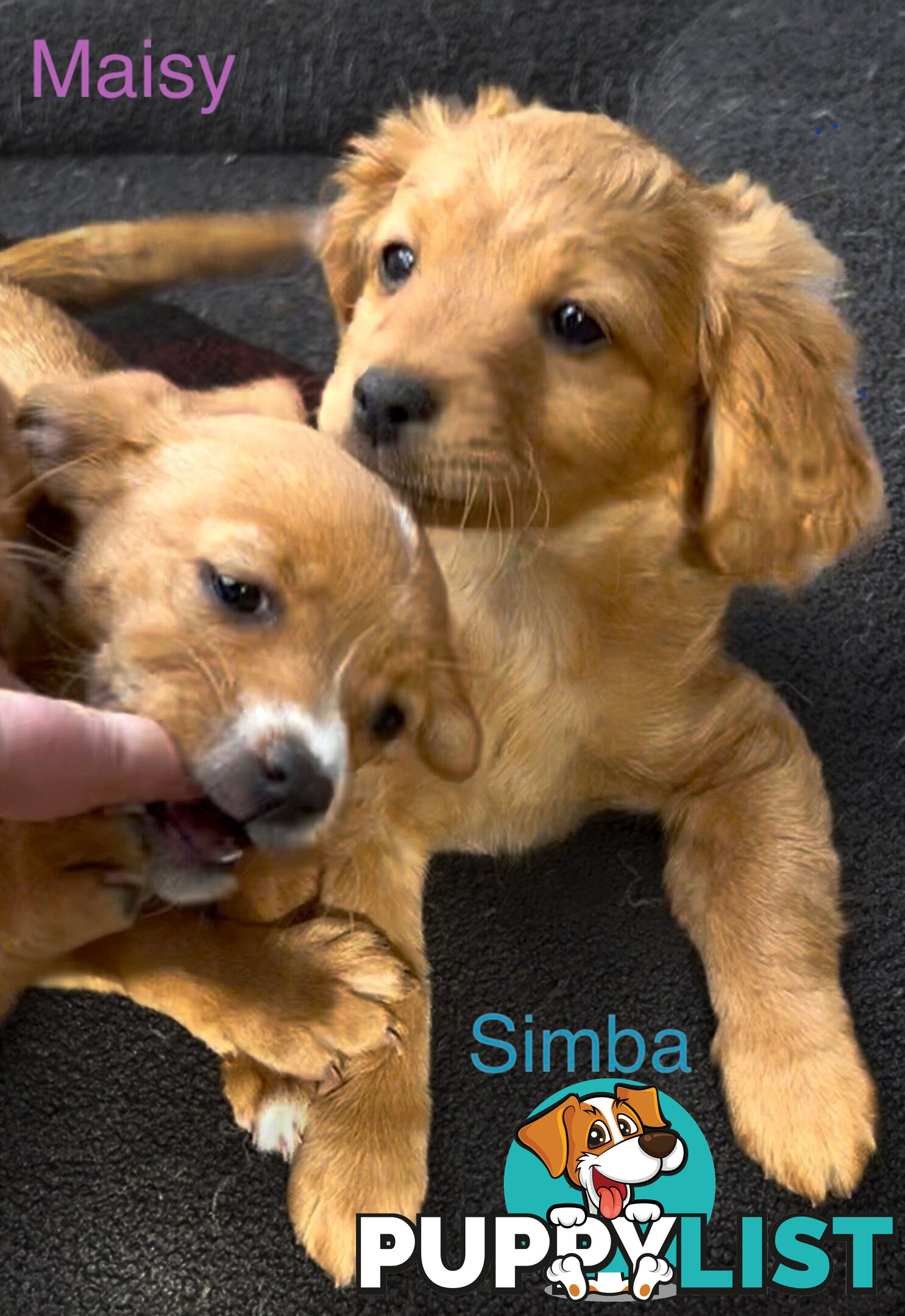 Toy Cavoodle x puppies DoB 28/2 (3 male 1 female)