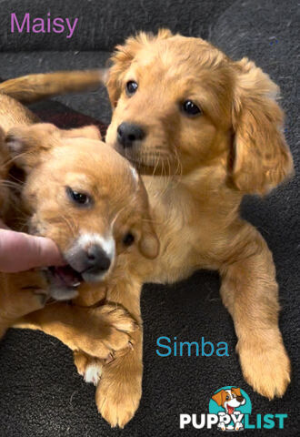 Toy Cavoodle x puppies DoB 28/2 (3 male 1 female)