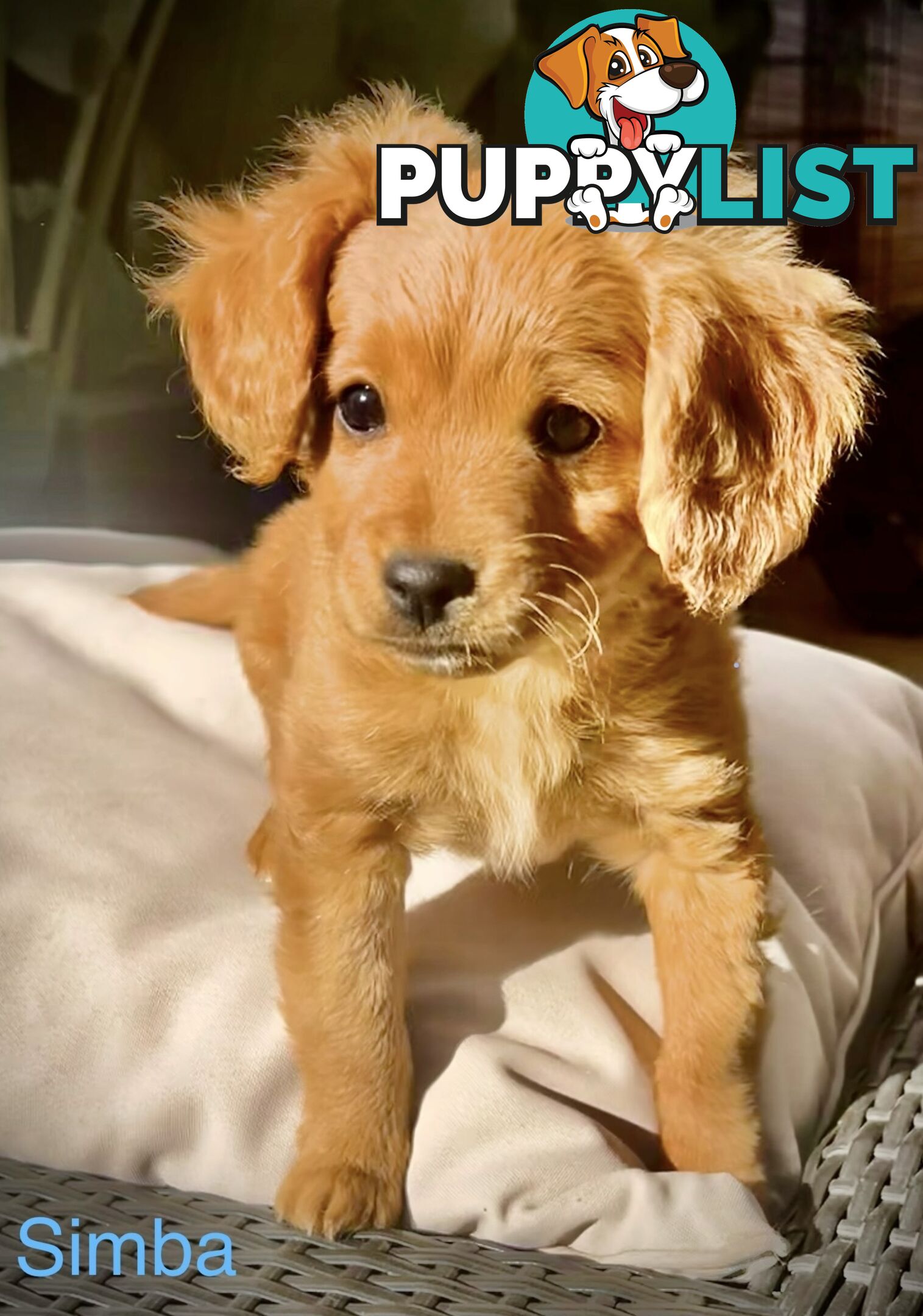 Toy Cavoodle x puppies DoB 28/2 (3 male 1 female)