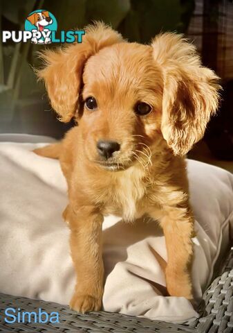 Toy Cavoodle x puppies DoB 28/2 (3 male 1 female)
