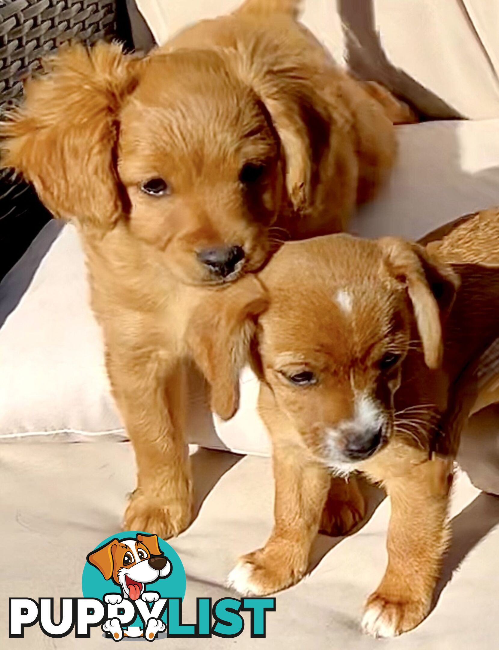 Toy Cavoodle x puppies DoB 28/2 (3 male 1 female)