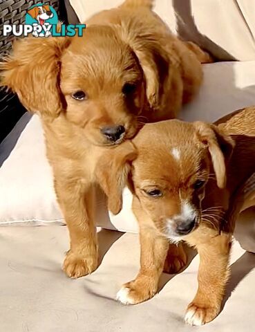 Toy Cavoodle x puppies DoB 28/2 (3 male 1 female)