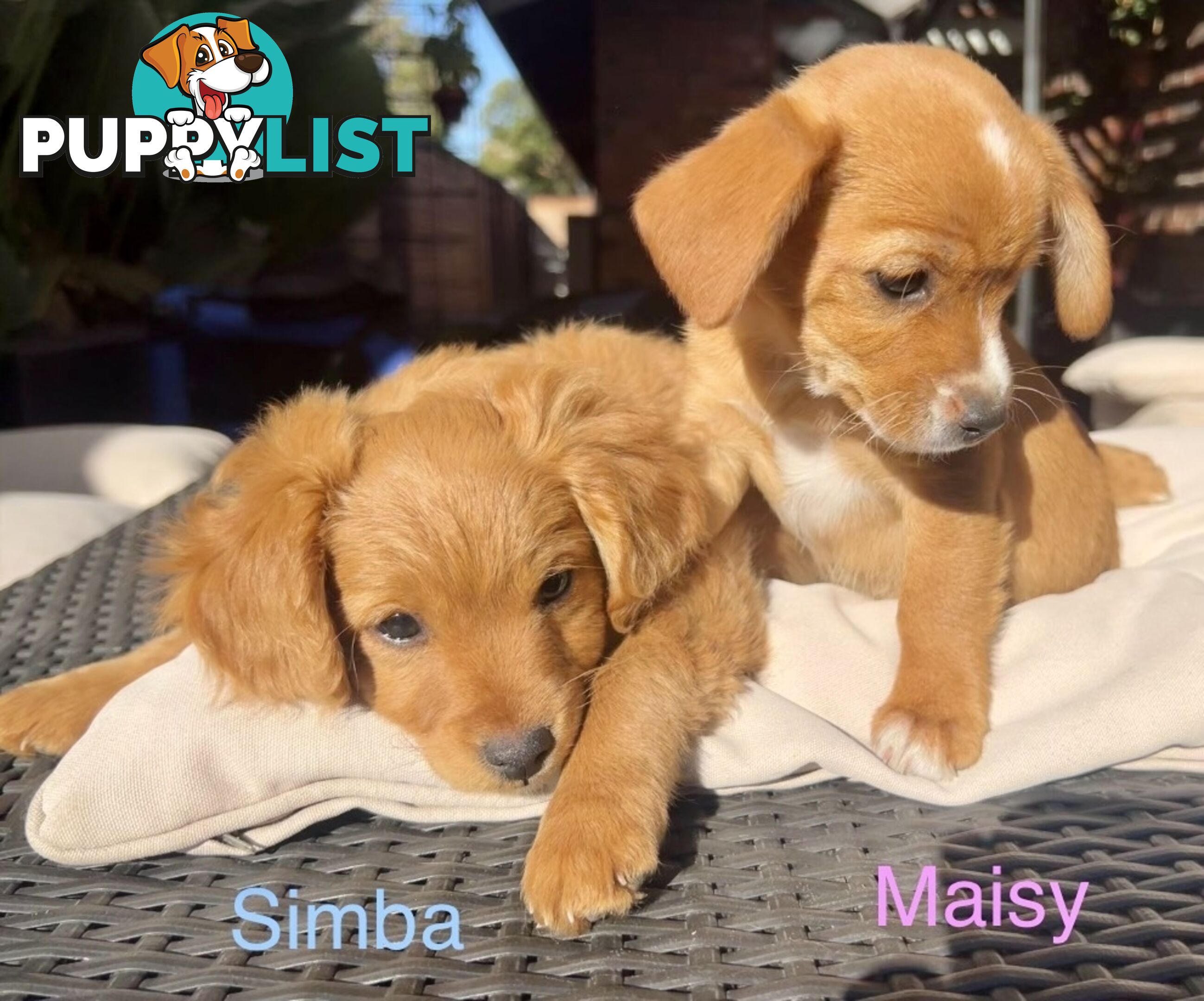 Toy Cavoodle x puppies DoB 28/2 (3 male 1 female)