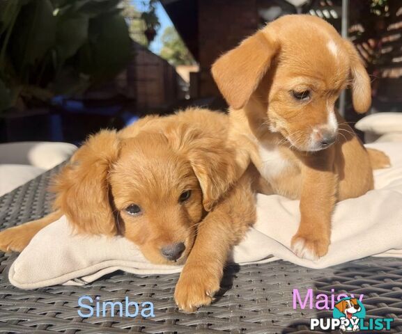 Toy Cavoodle x puppies DoB 28/2 (3 male 1 female)