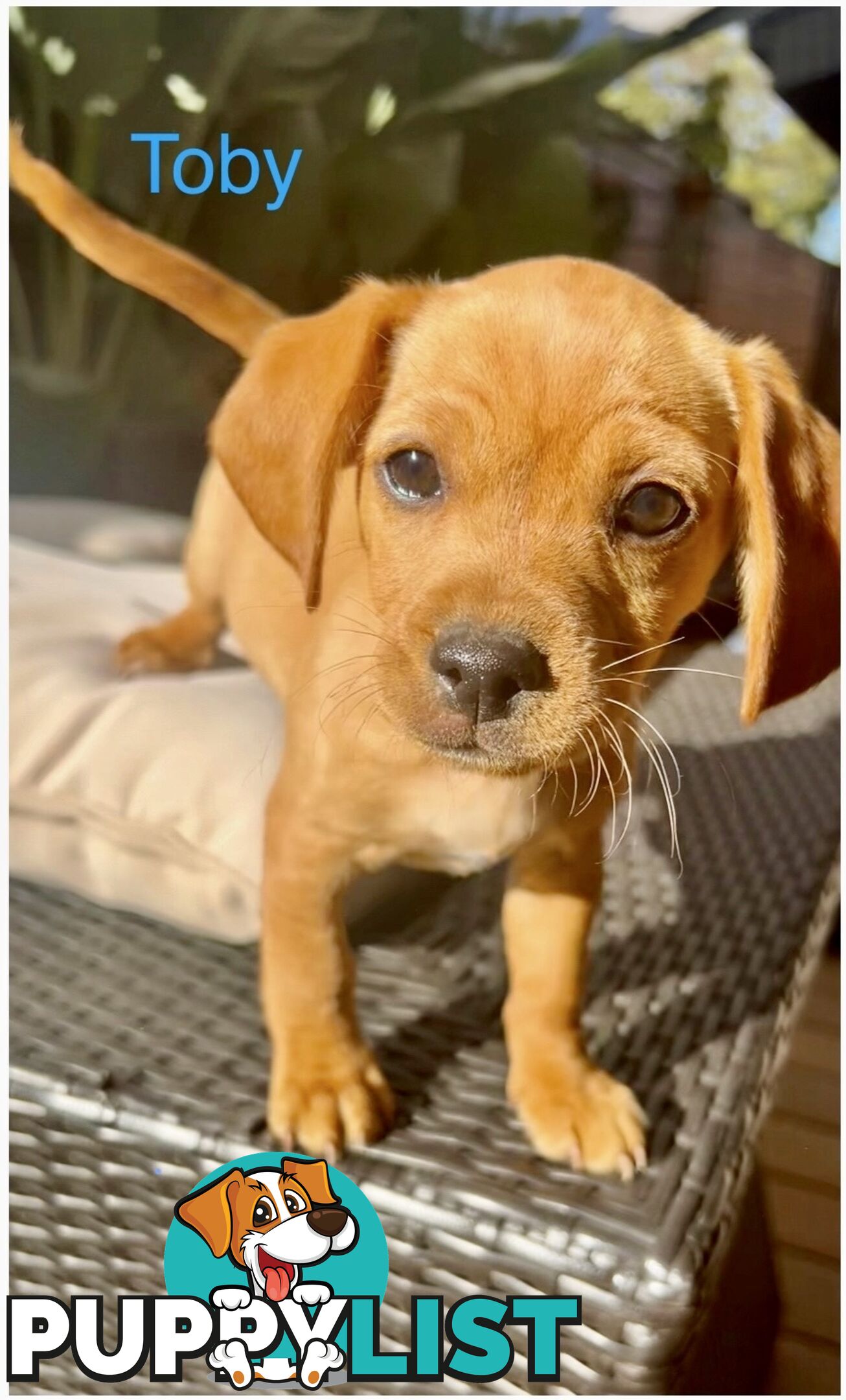 Toy Cavoodle x puppies DoB 28/2 (3 male 1 female)