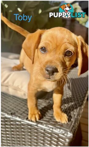 Toy Cavoodle x puppies DoB 28/2 (3 male 1 female)