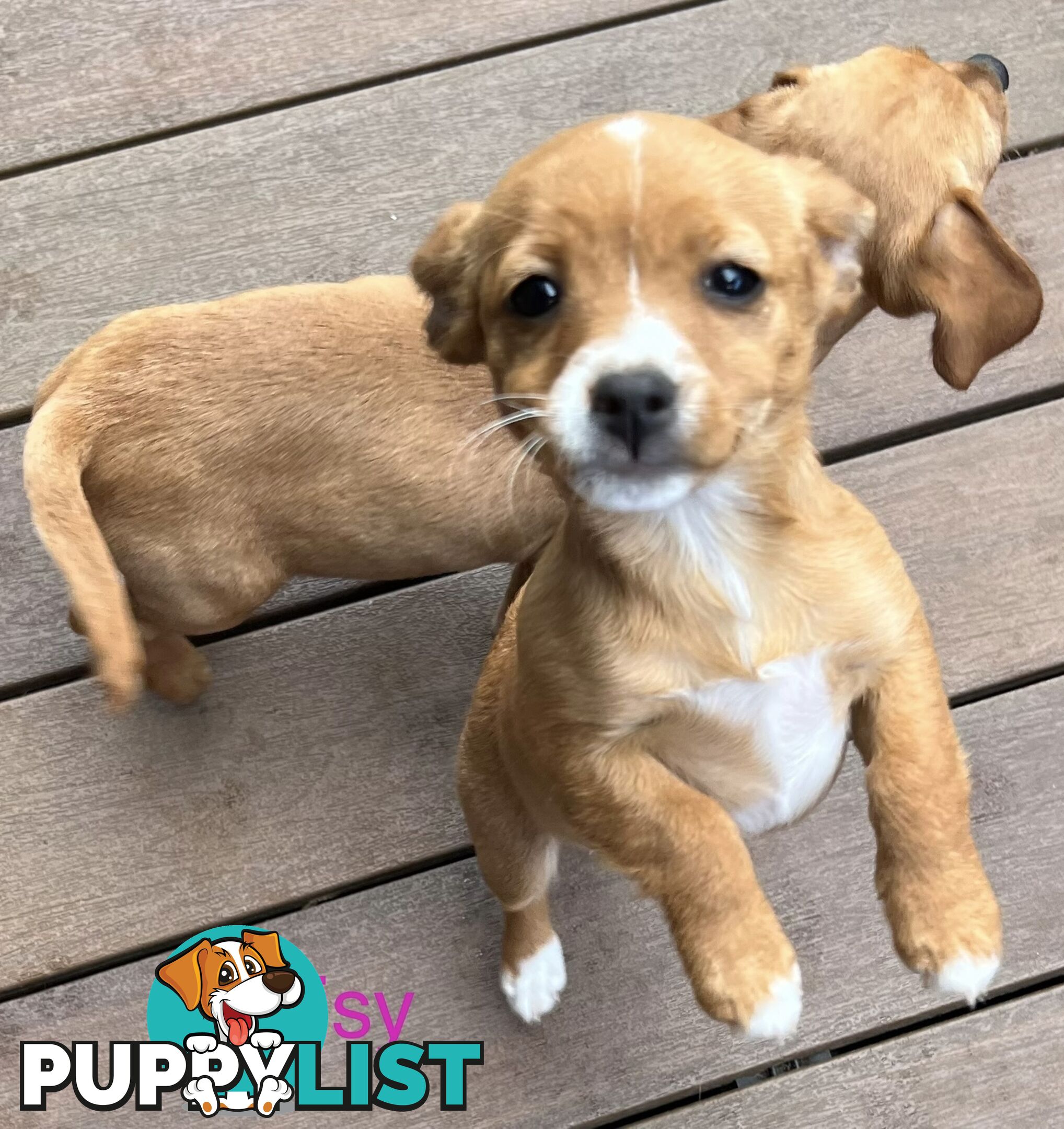 Toy Cavoodle x puppies DoB 28/2 (3 male 1 female)