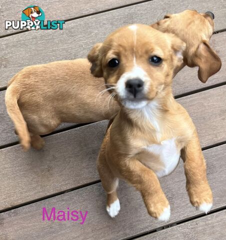 Toy Cavoodle x puppies DoB 28/2 (3 male 1 female)