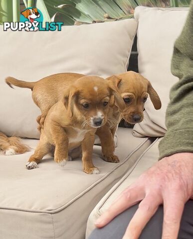 *Only 2 left* Toy Cavoodle x puppies DoB 28/2 (1M & 1F) Straight Coats