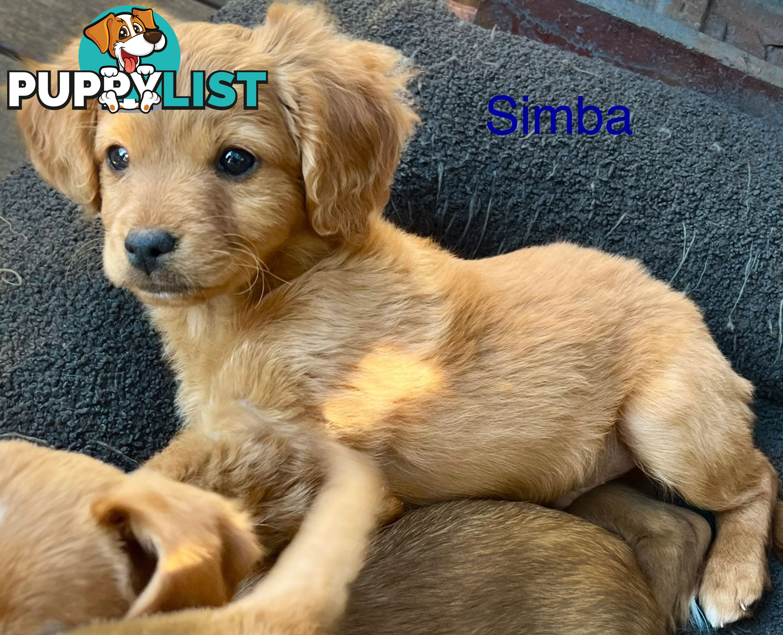 Toy Cavoodle x puppies DoB 28/2 (3 male 1 female)