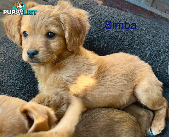 Toy Cavoodle x puppies DoB 28/2 (3 male 1 female)