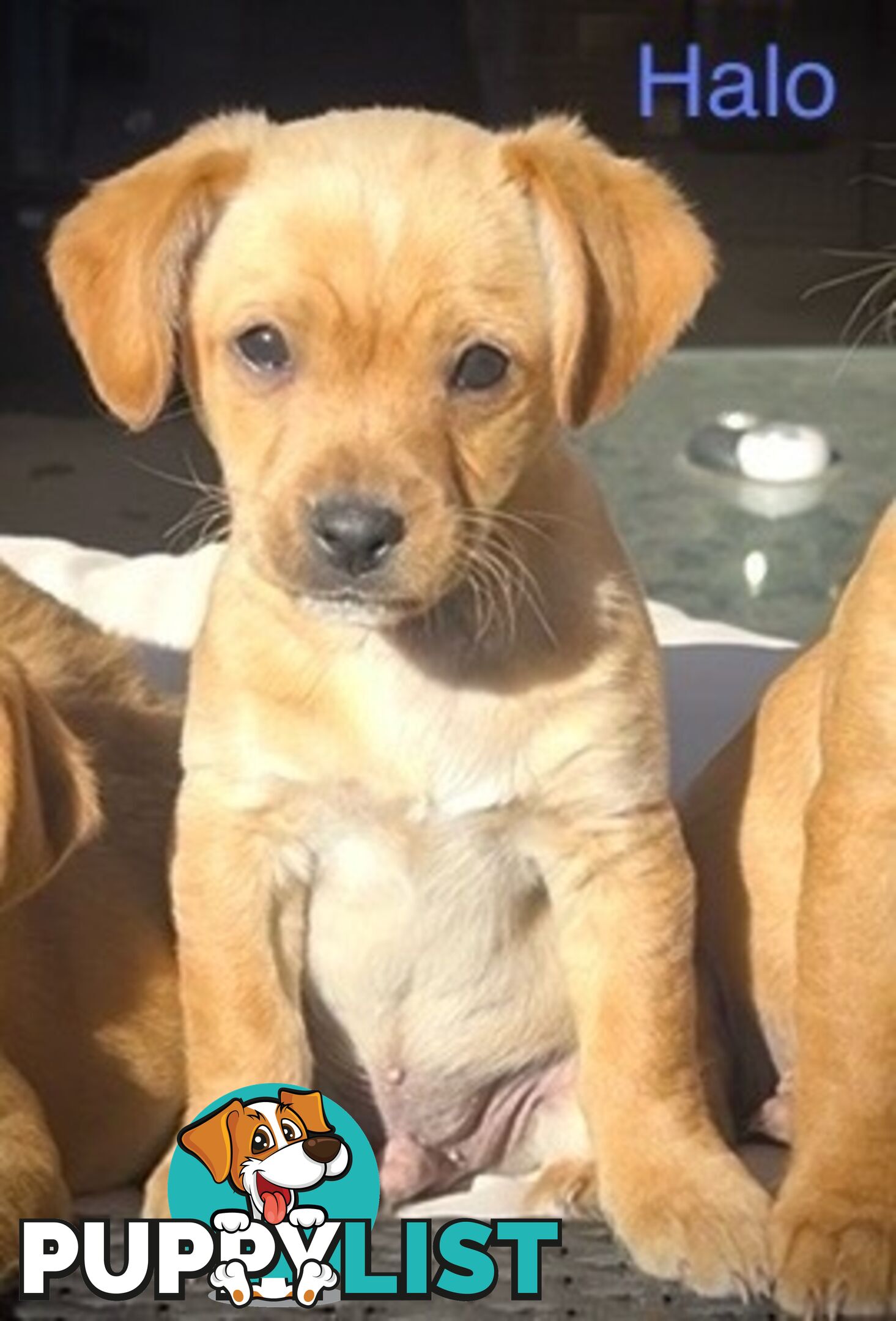 Toy Cavoodle x puppies DoB 28/2 (3 male 1 female)