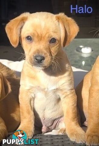 Toy Cavoodle x puppies DoB 28/2 (3 male 1 female)