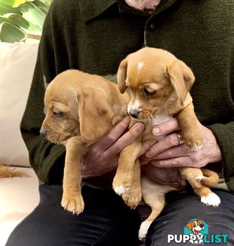 *Only 2 left* Toy Cavoodle x puppies DoB 28/2 (1M & 1F) Straight Coats