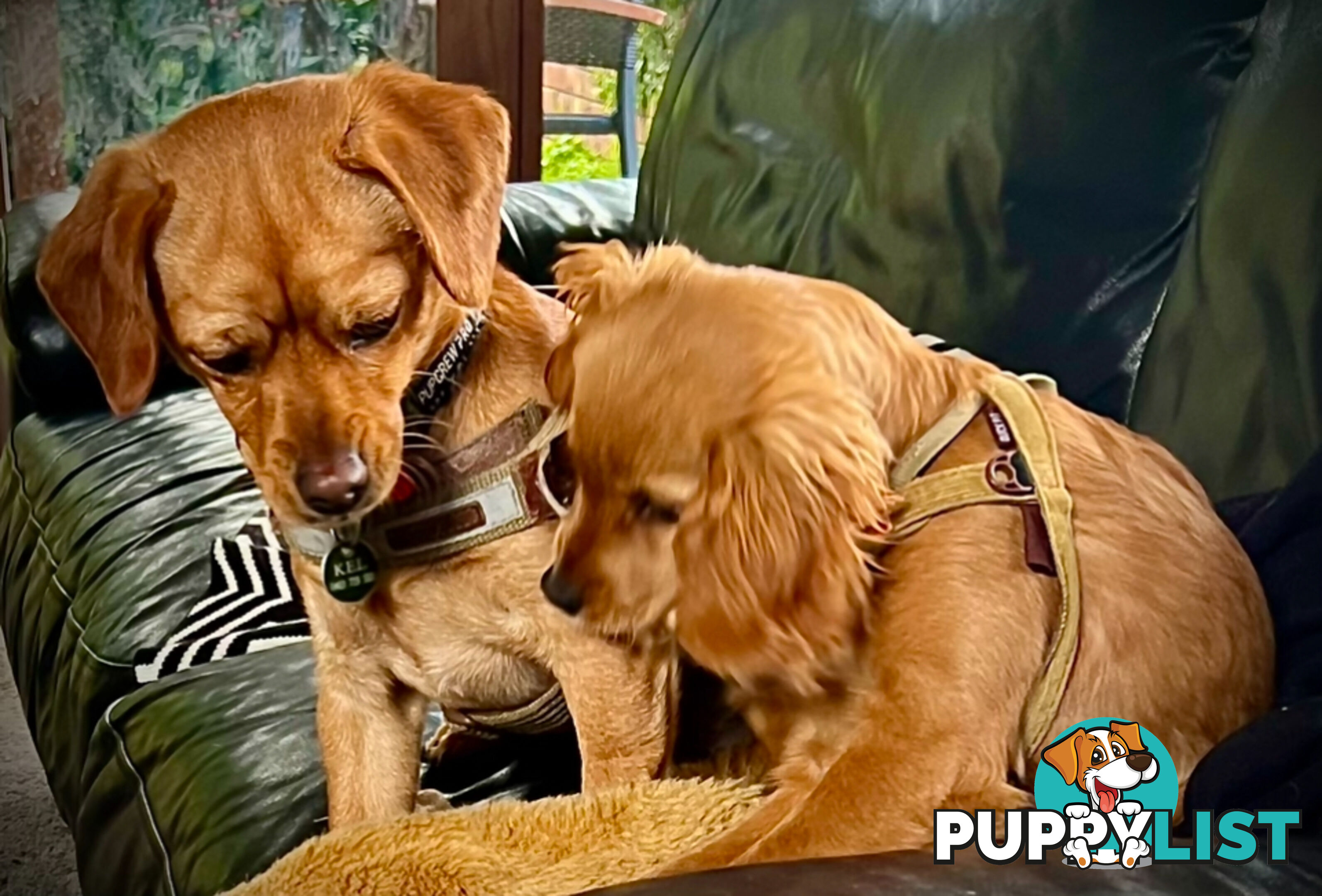 Toy Cavoodle x puppies DoB 28/2 (3 male 1 female)