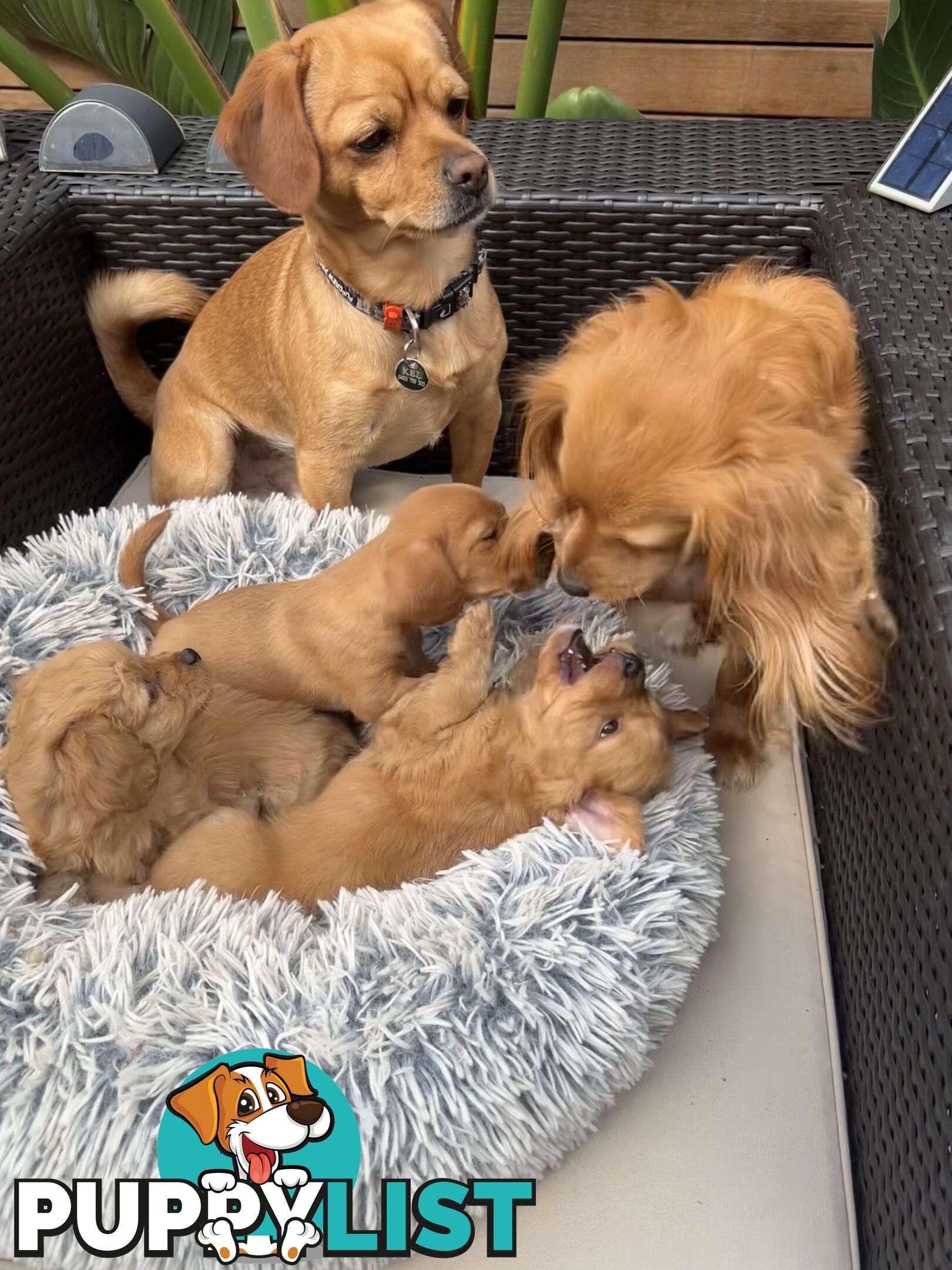 Toy Cavoodle x puppies DoB 28/2 (3 male 1 female)