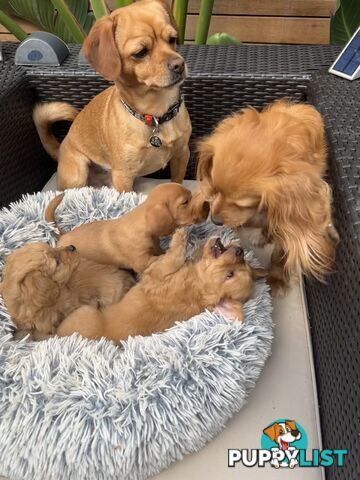 Toy Cavoodle x puppies DoB 28/2 (3 male 1 female)