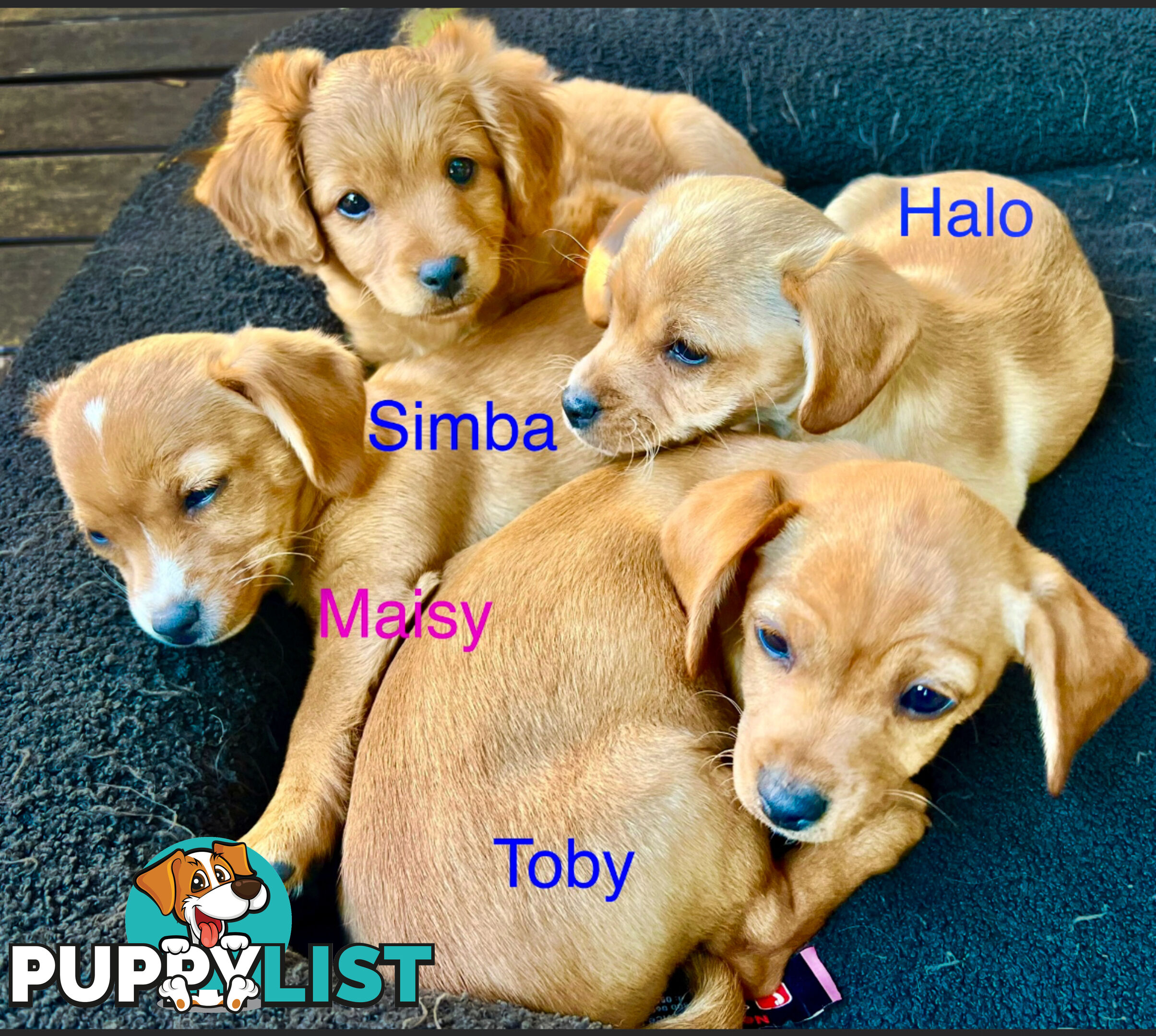 Toy Cavoodle x puppies DoB 28/2 (3 male 1 female)