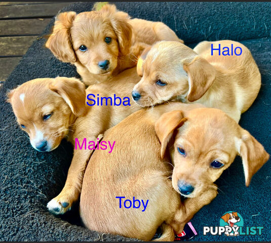 Toy Cavoodle x puppies DoB 28/2 (3 male 1 female)
